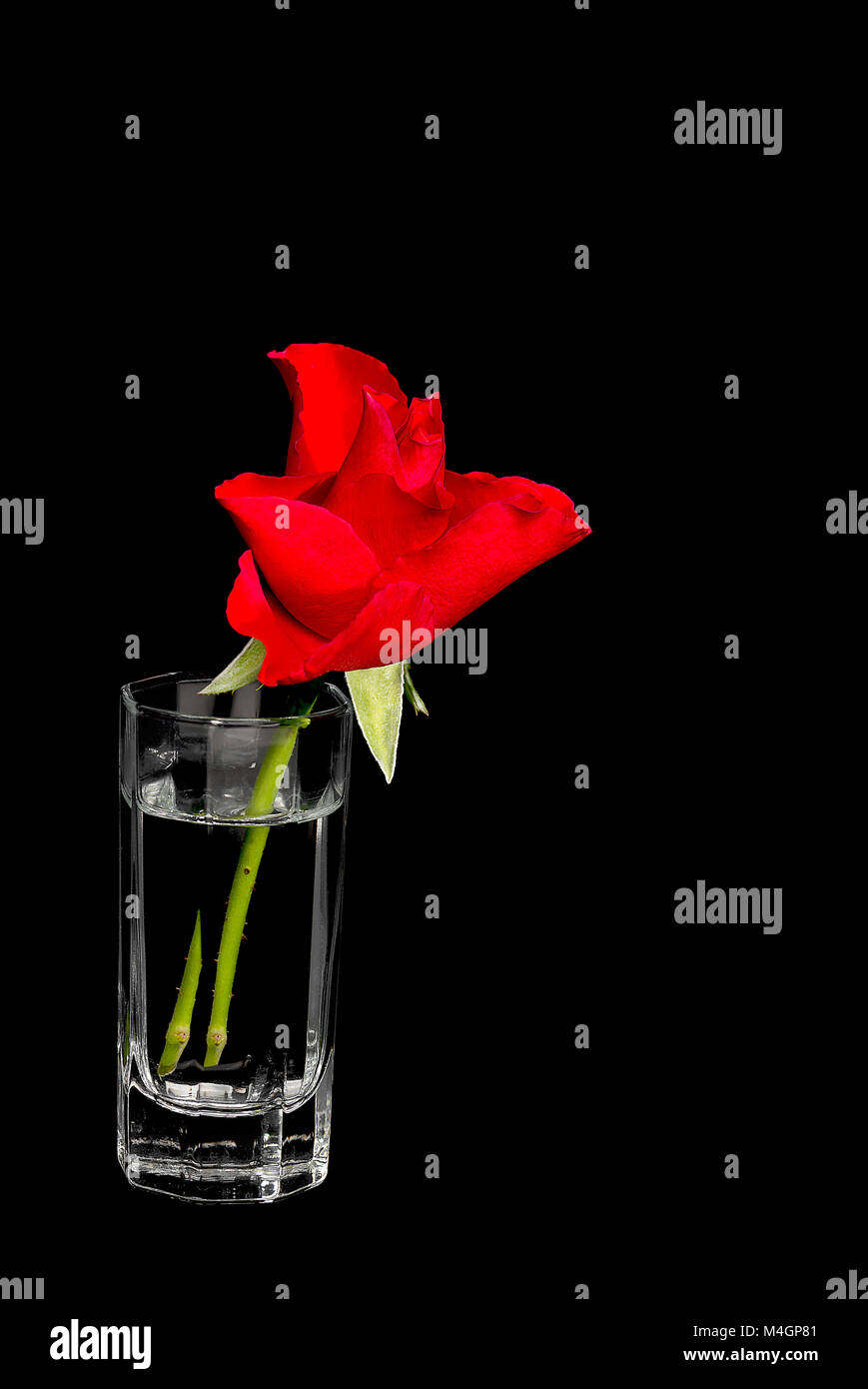 Rose rouge dans un verre d'eau sur fond noir Banque D'Images
