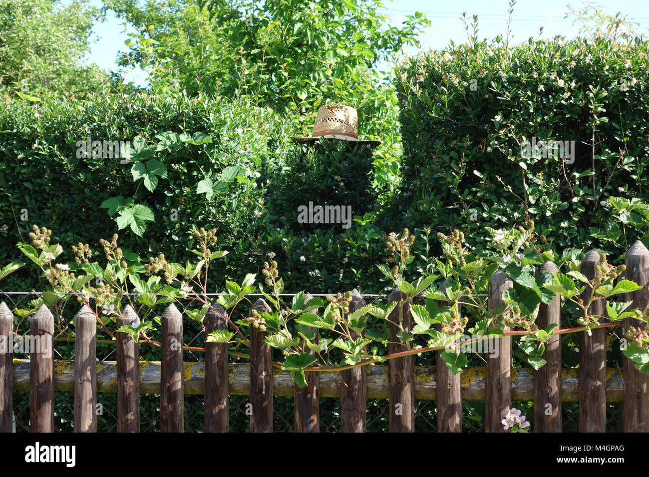 Ligustrum, troène, haie avec hut Banque D'Images
