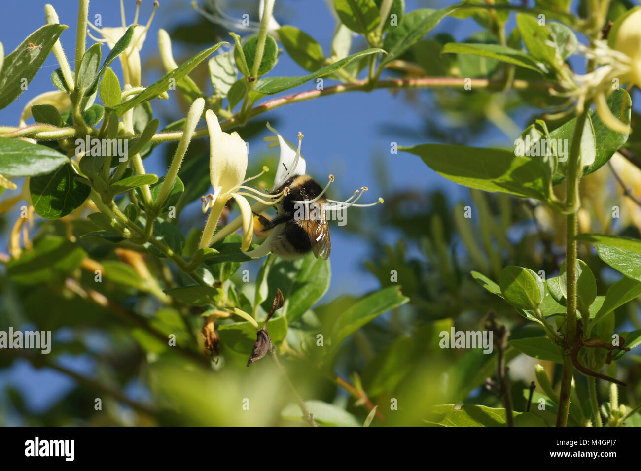 Chèvrefeuille lonicera caprifolium, italien, avec bumblebee Banque D'Images