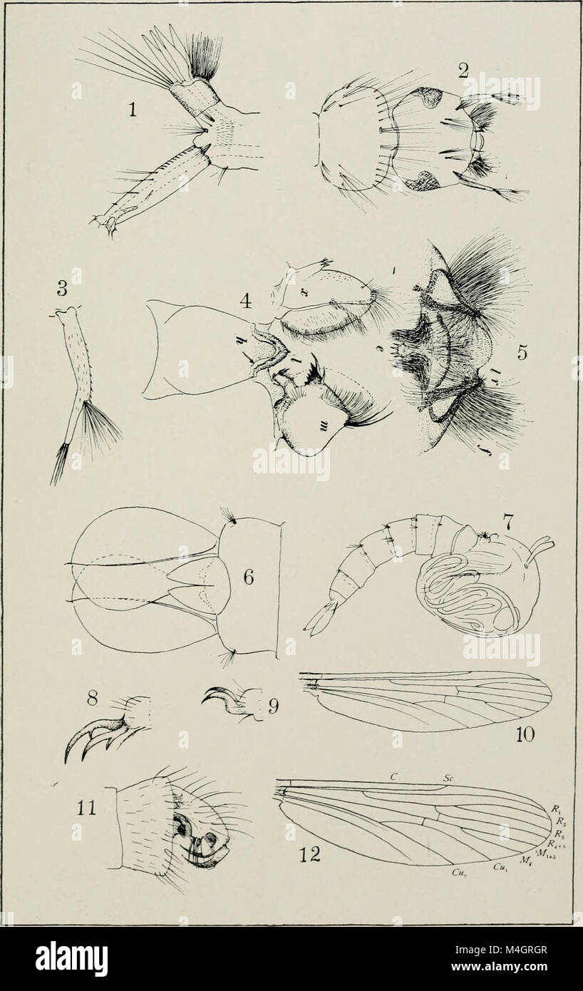Le rapport annuel (c.1904-1920) présente des résumés détaillés des activités, des réalisations et des développements de l'année, souvent liés aux secteurs scientifique, industriel ou gouvernemental. Banque D'Images