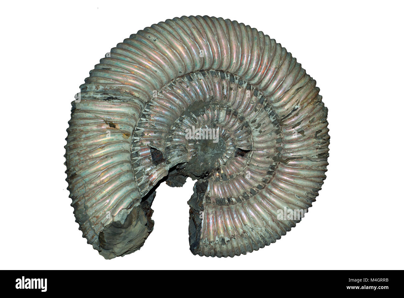Pétrifié isolés coquille d'un mollusque céphalopodes éteints avec ammonites préservé la nacre Banque D'Images