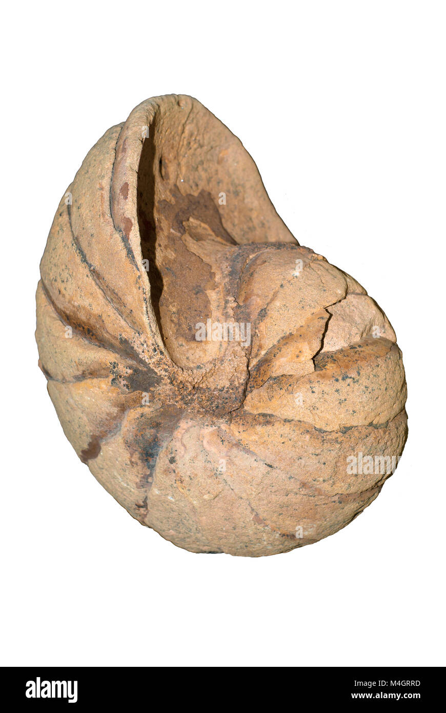 Pétrifié isolés coquille d'un mollusque céphalopodes éteints ammonite Banque D'Images