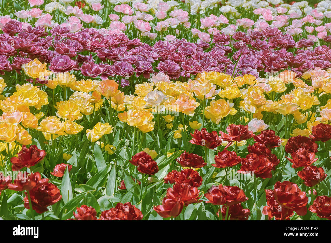 Tulipes fleur double Banque D'Images