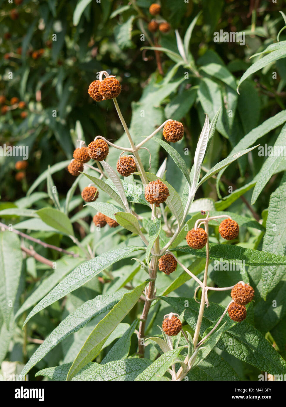 Les boutons de fleurs marron à l'extérieur à Sun Banque D'Images