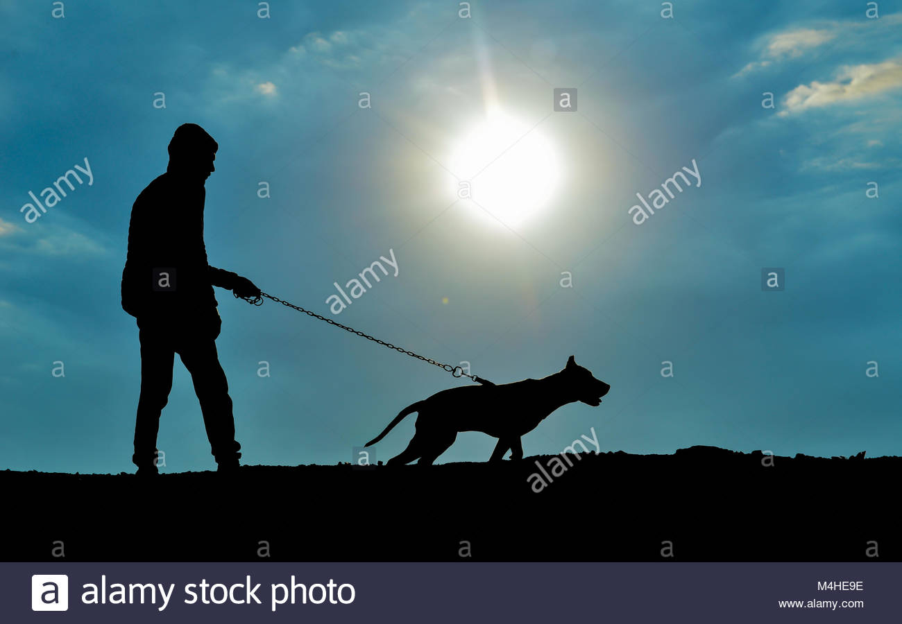 Dangerous Dog Pitbull Photos Dangerous Dog Pitbull Images