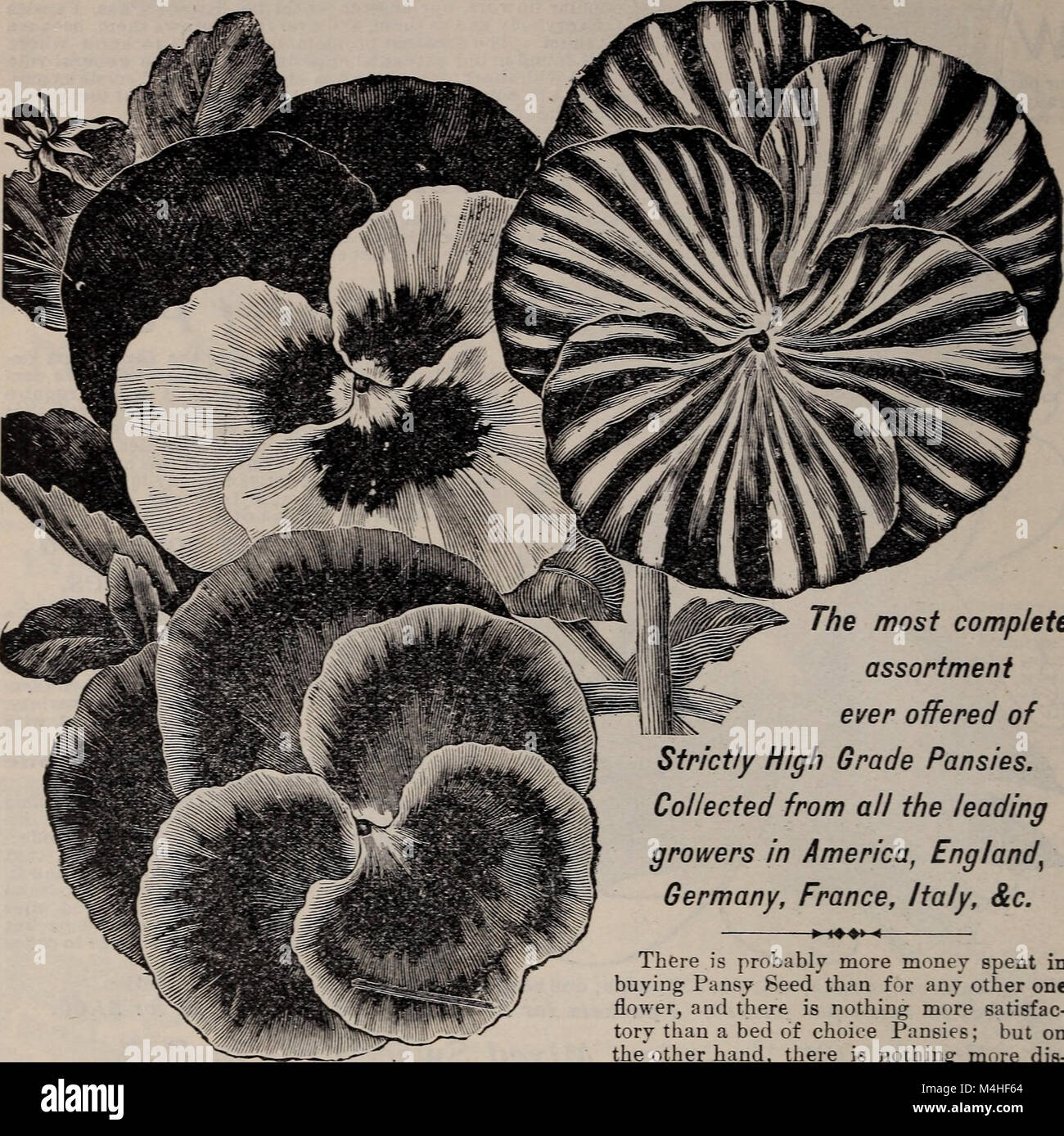 Catalogue des semences et des plantes annuelles, 1902 (1902) (19946561353) Banque D'Images