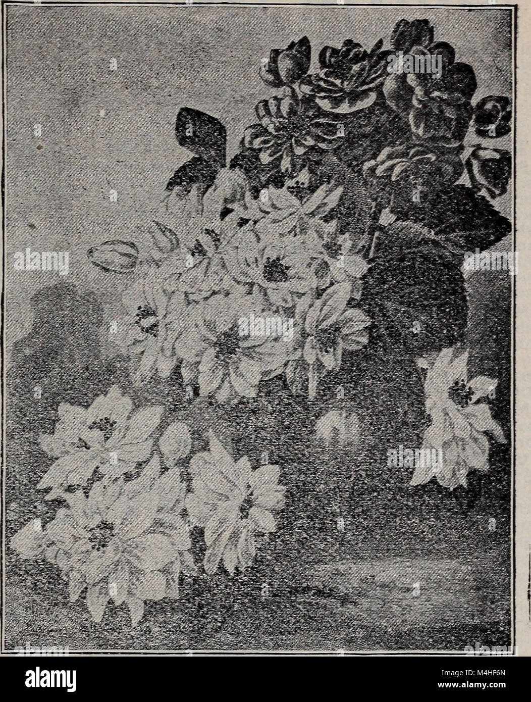 Catalogue des semences et des plantes annuelles, 1902 (1902) (20567008435) Banque D'Images