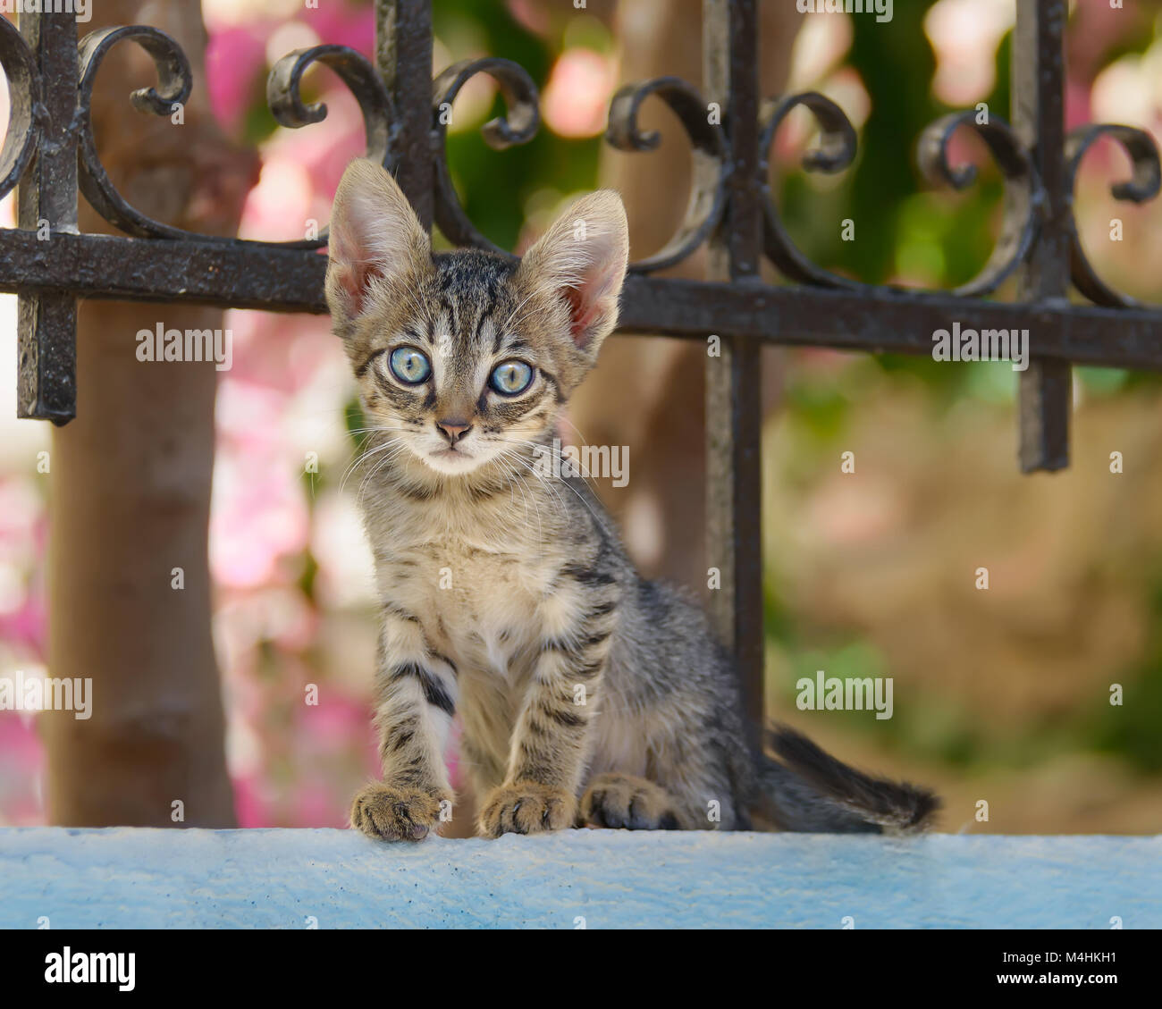 Jeune chat tigré chaton assis sur un mur de jardin avec une clôture en fer forgé et à attentivement avec les yeux bleus, Chios, Mer Égée, Grèce du Nord Banque D'Images