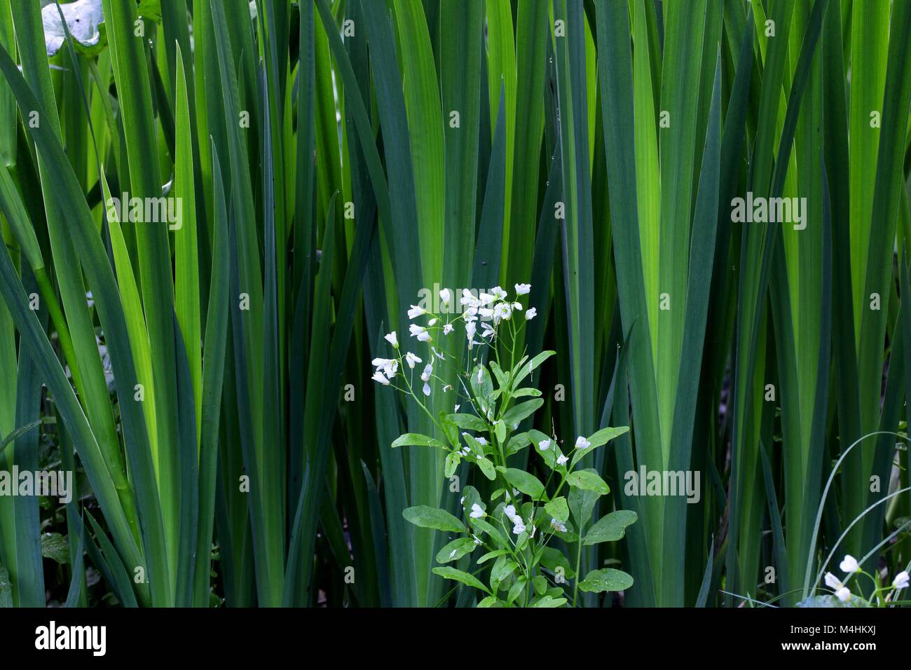 Grand Bittercress, Cardamine amara, la floraison sur une rive du fleuve Banque D'Images