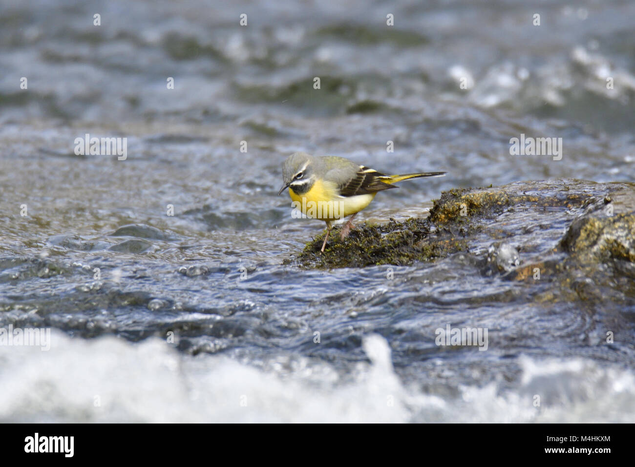 Bergeronnette des ruisseaux Banque D'Images