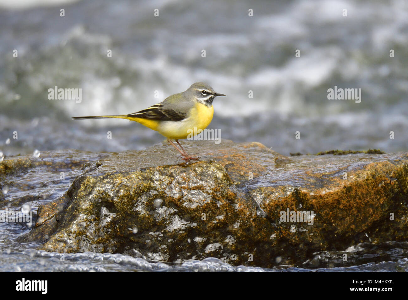 Bergeronnette des ruisseaux Banque D'Images