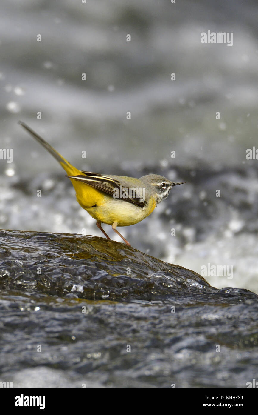 Bergeronnette des ruisseaux Banque D'Images