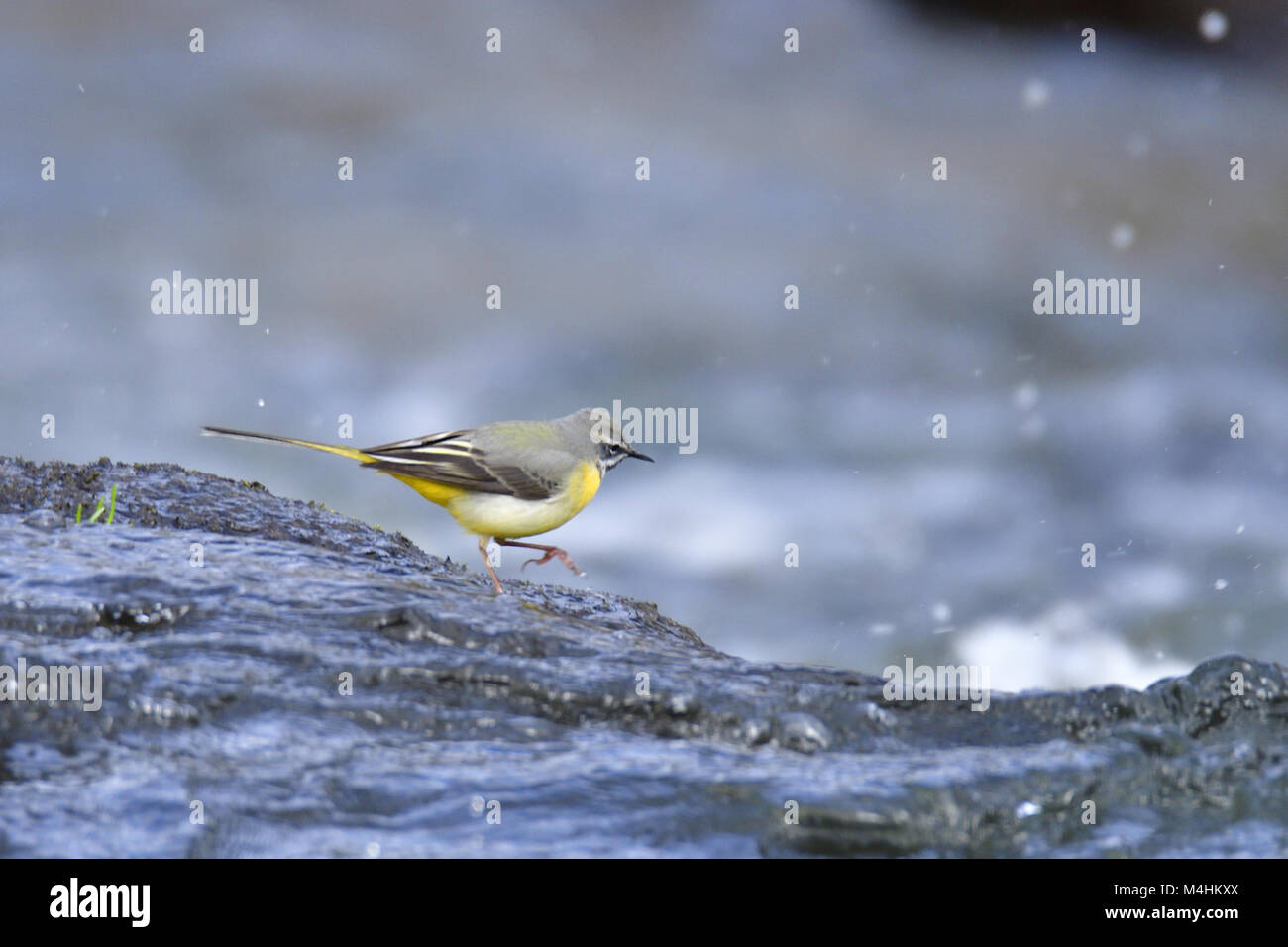 Bergeronnette des ruisseaux Banque D'Images