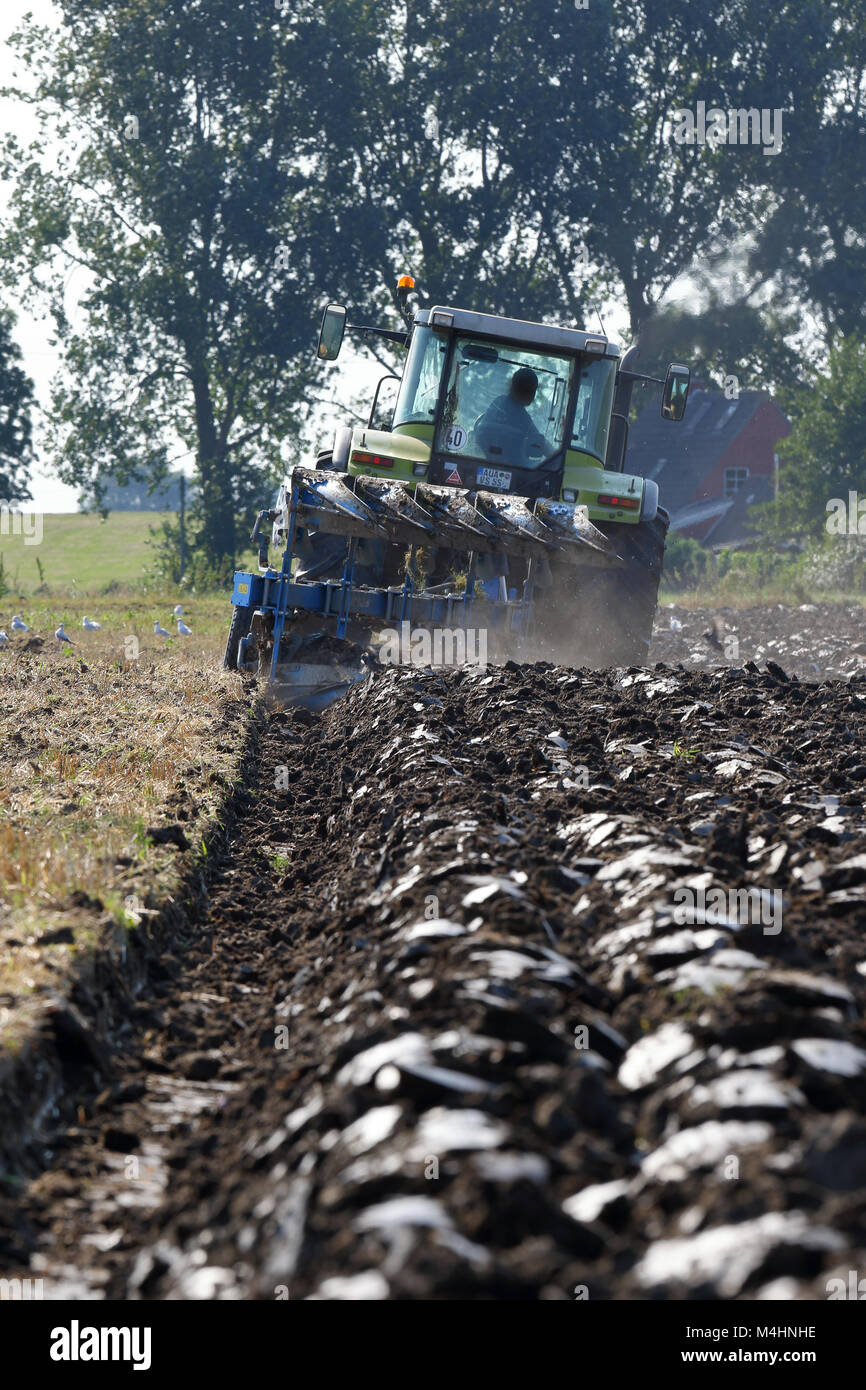 Labourer en action Banque D'Images