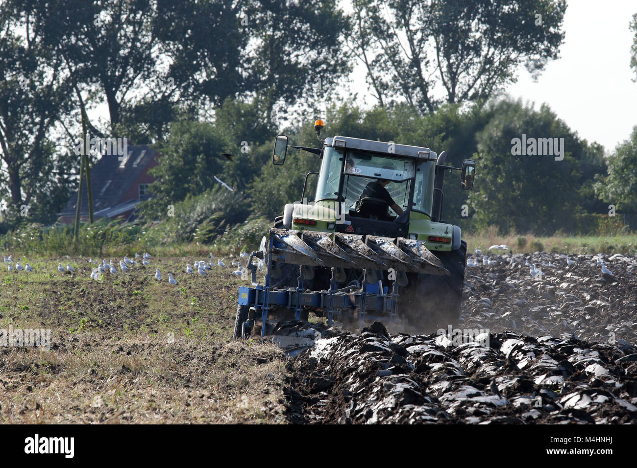 Labourer en action Banque D'Images