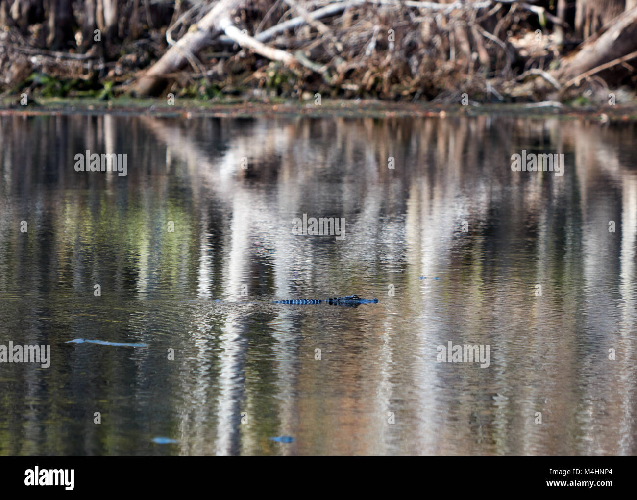 Près de la piscine d'Alligator springs à Manatee Springs State Park, Floride Banque D'Images