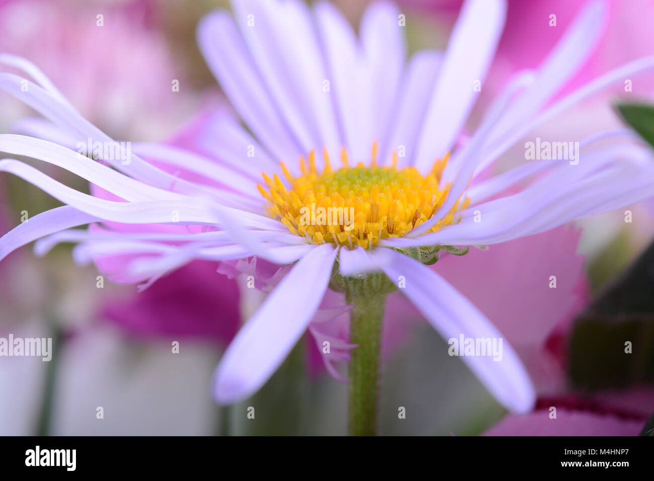 Printemps fleur de camomille close up. Bouquet de luxe Banque D'Images