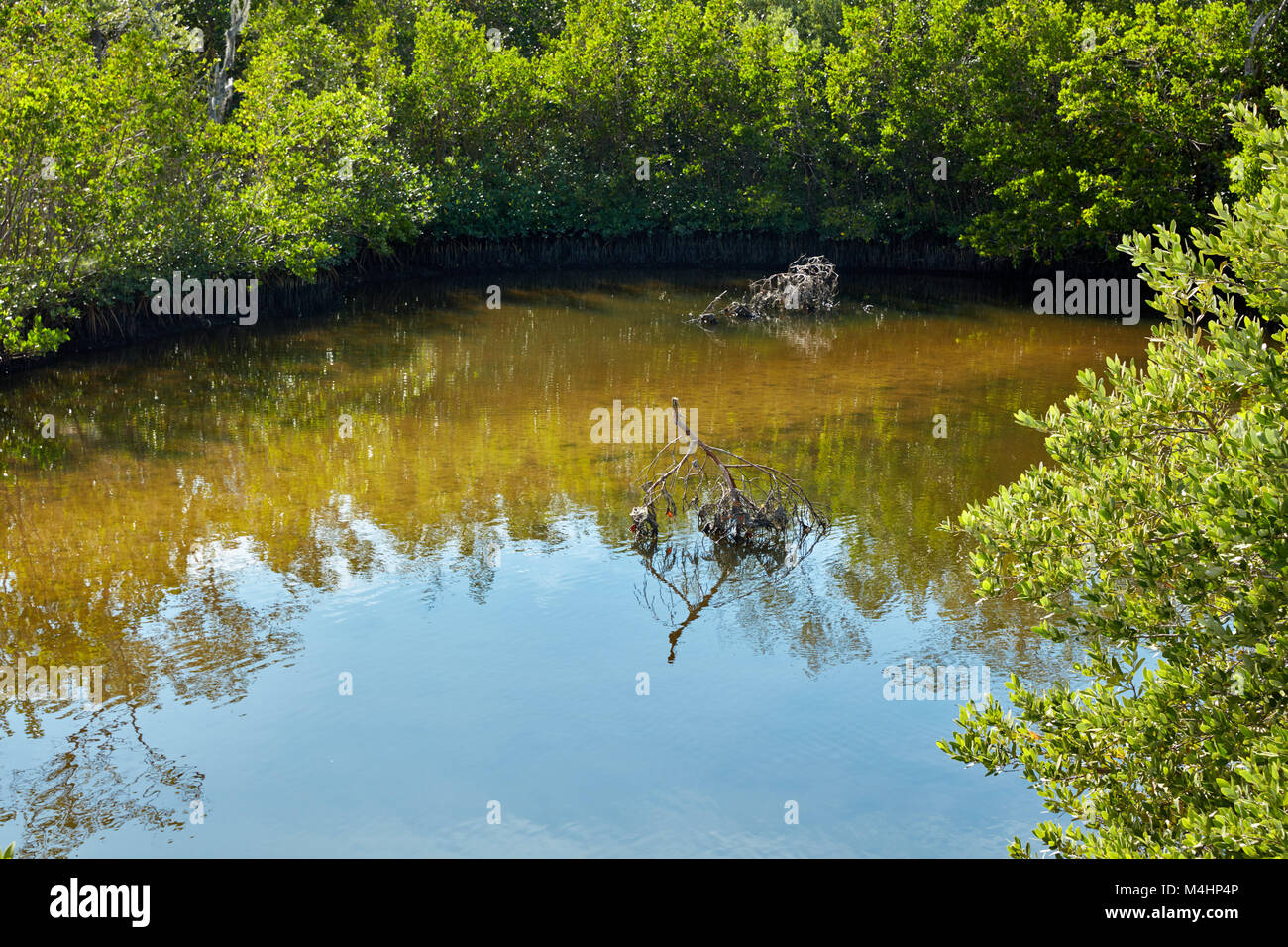 Étang entouré de mangroves dans la région de Robinson Préserver, Bradenton, Floride Banque D'Images