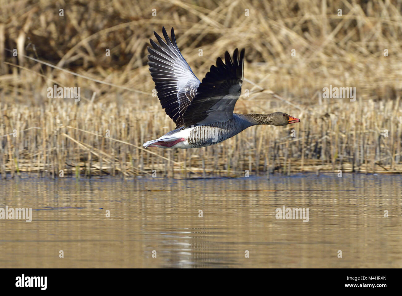 Oie cendrée Banque D'Images