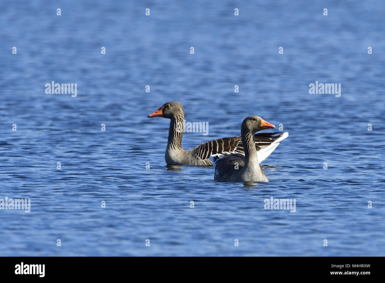 Oie cendrée Banque D'Images