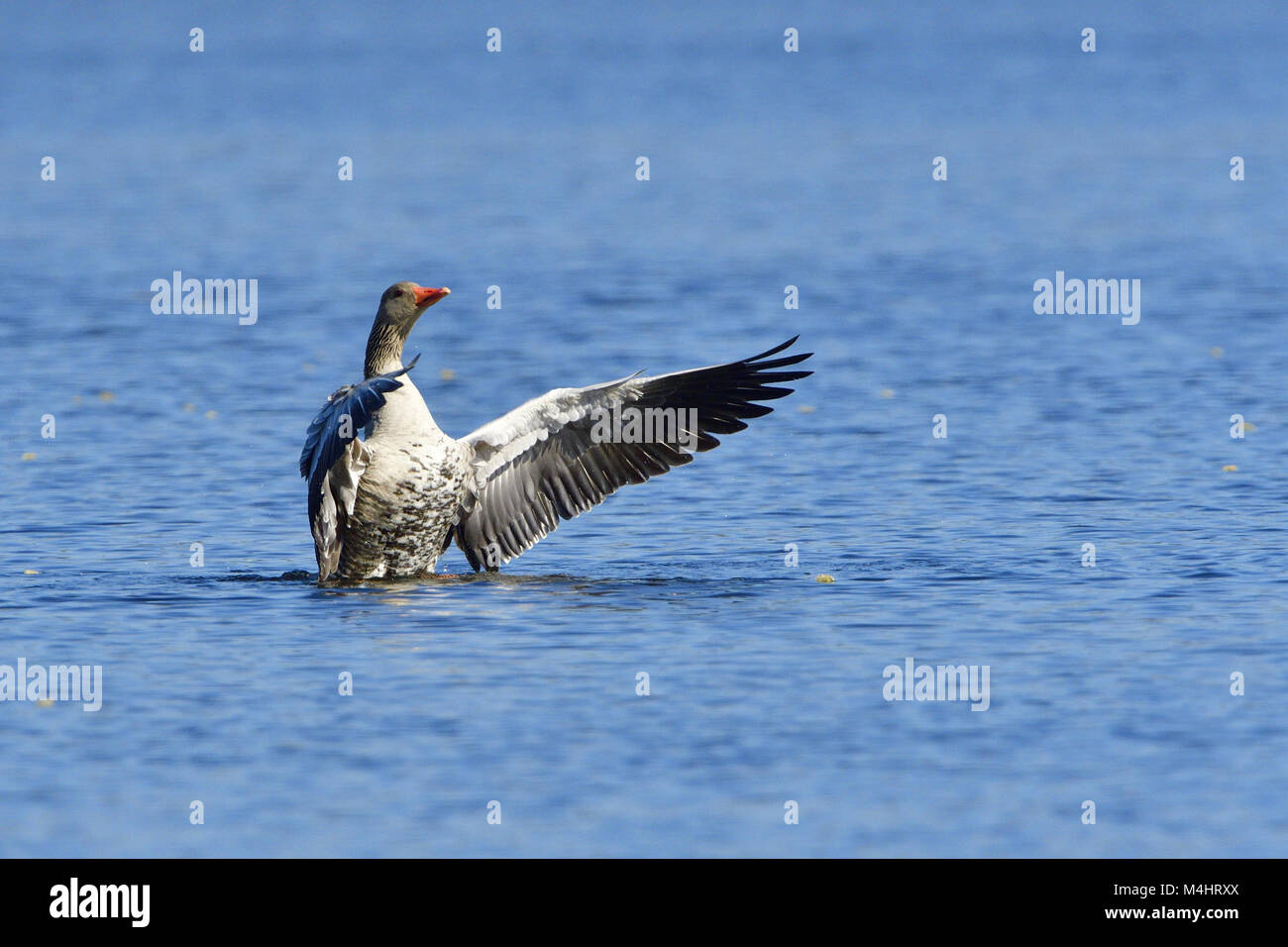 Oie cendrée Banque D'Images