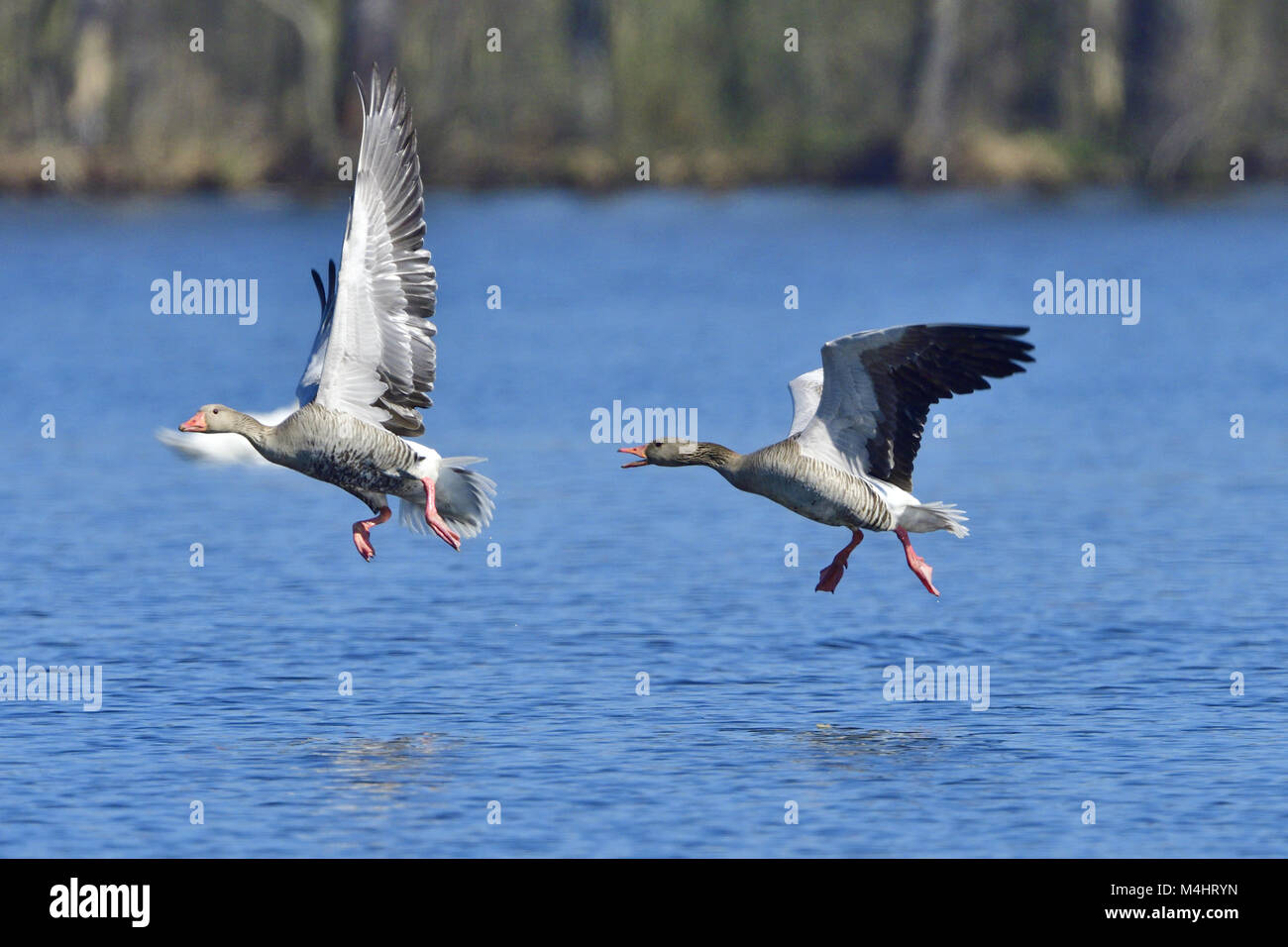 Oie cendrée Banque D'Images