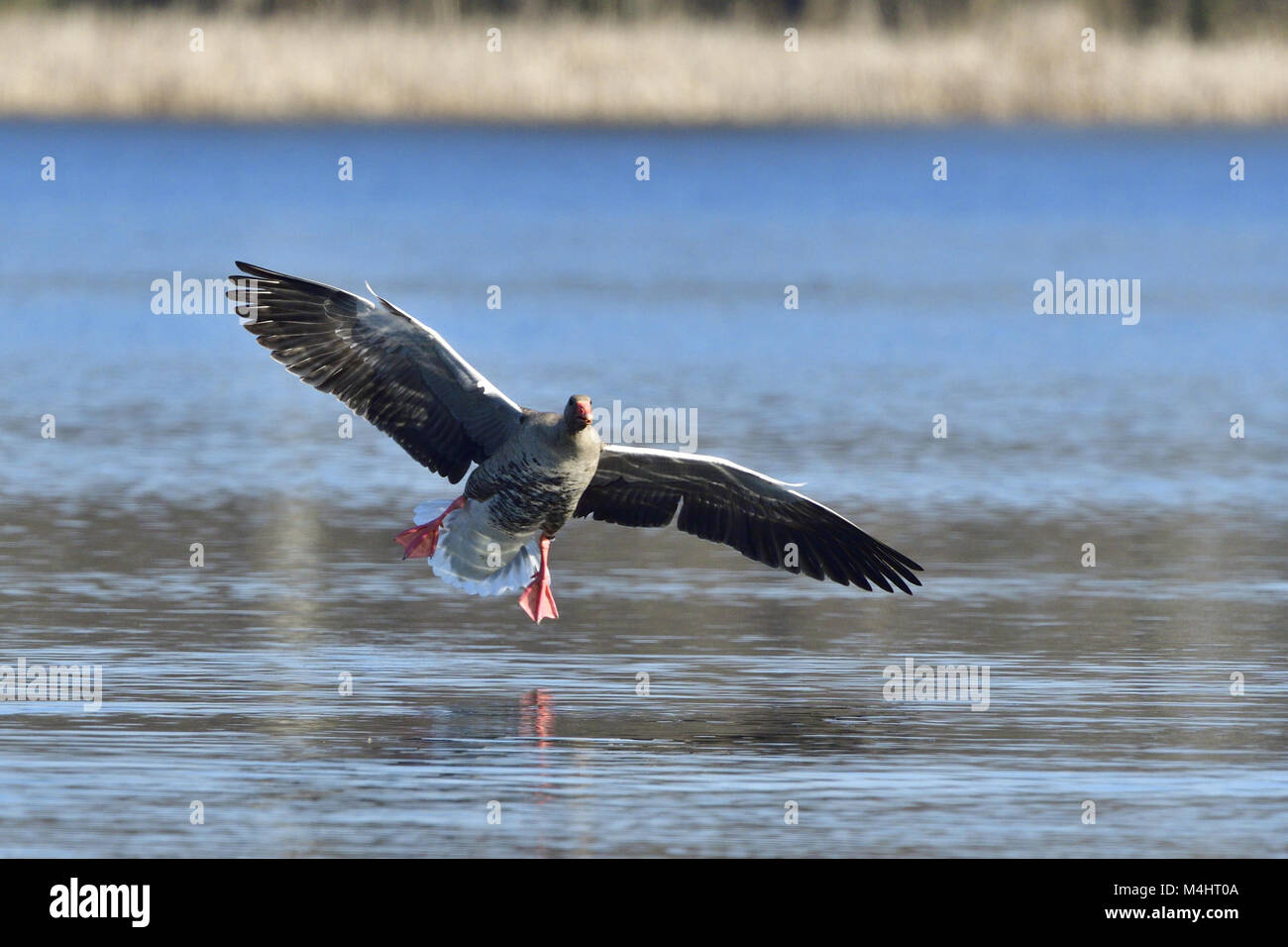 Oie cendrée Banque D'Images