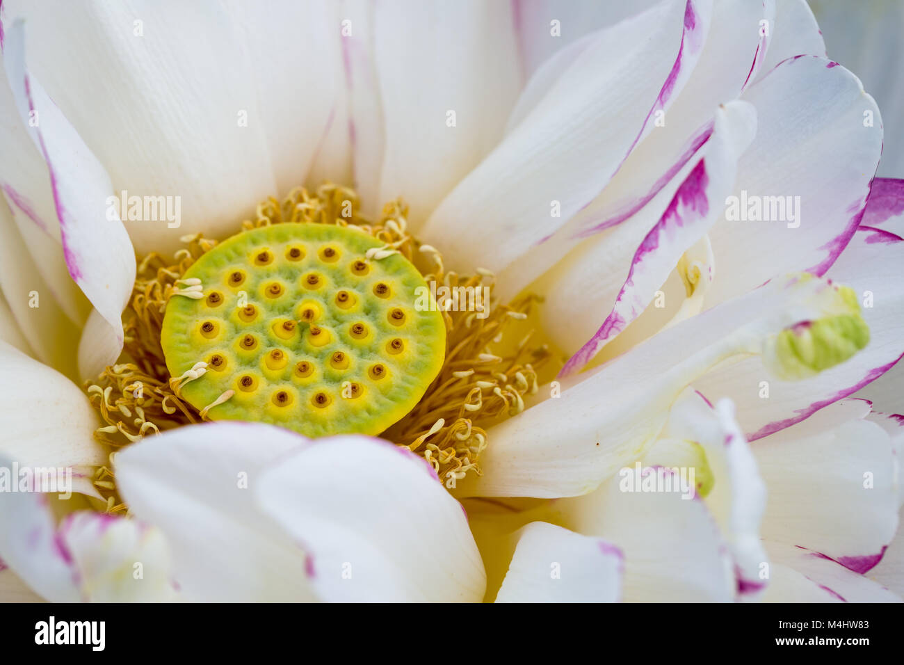 Gros plan de la fleur de lotus Bouddha Banque D'Images