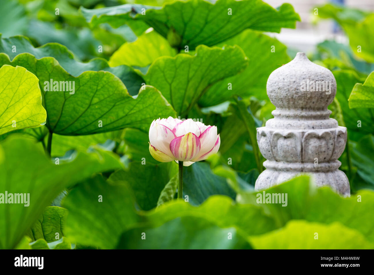 Fleur de lotus Bouddha Banque D'Images