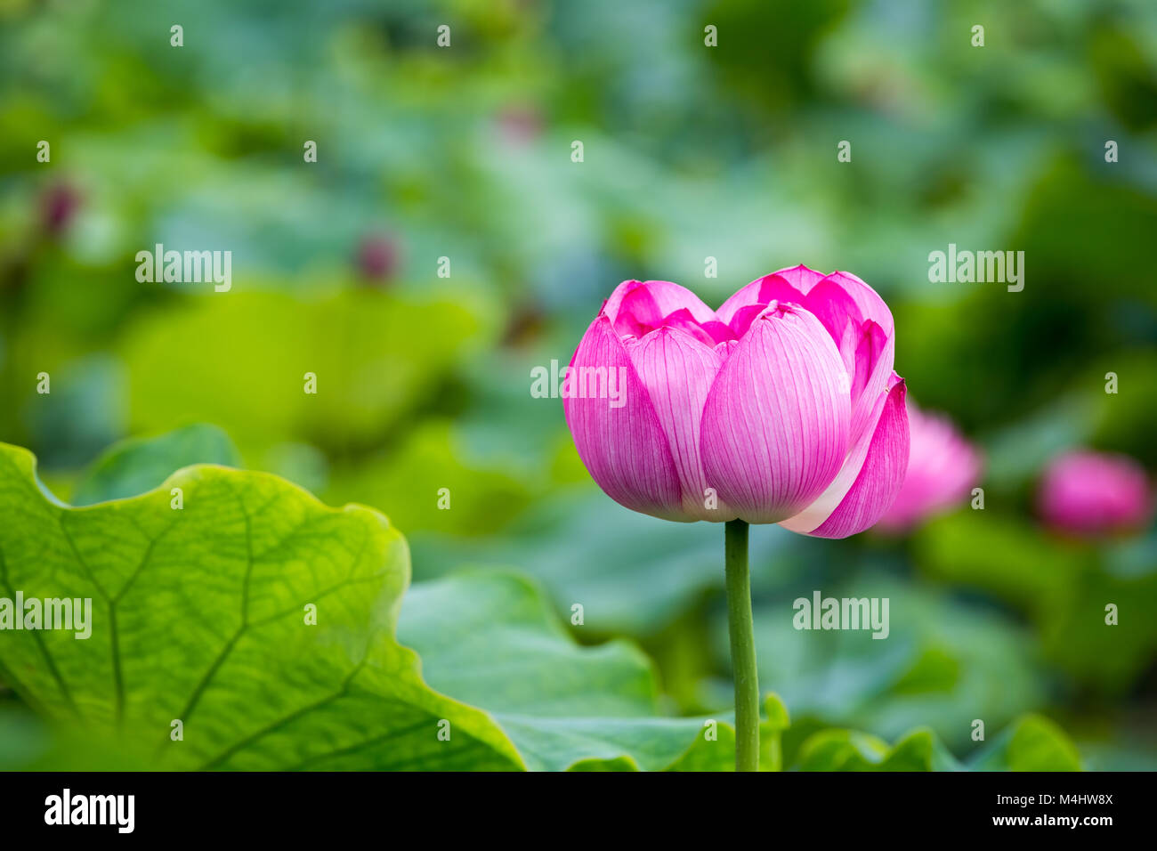 Gros plan de la fleur de lotus rose Banque D'Images