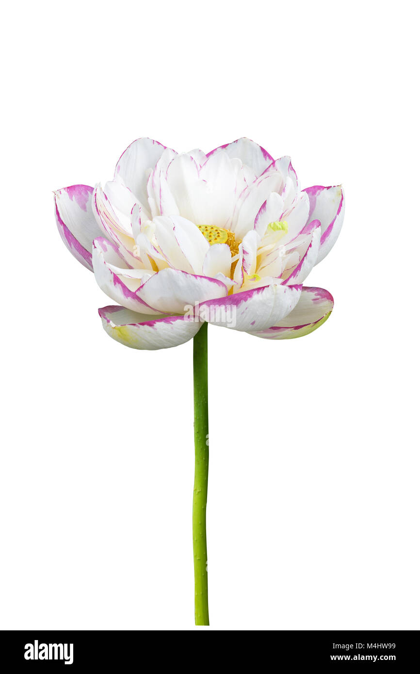 Fleur de lotus bouddha isolé Banque D'Images
