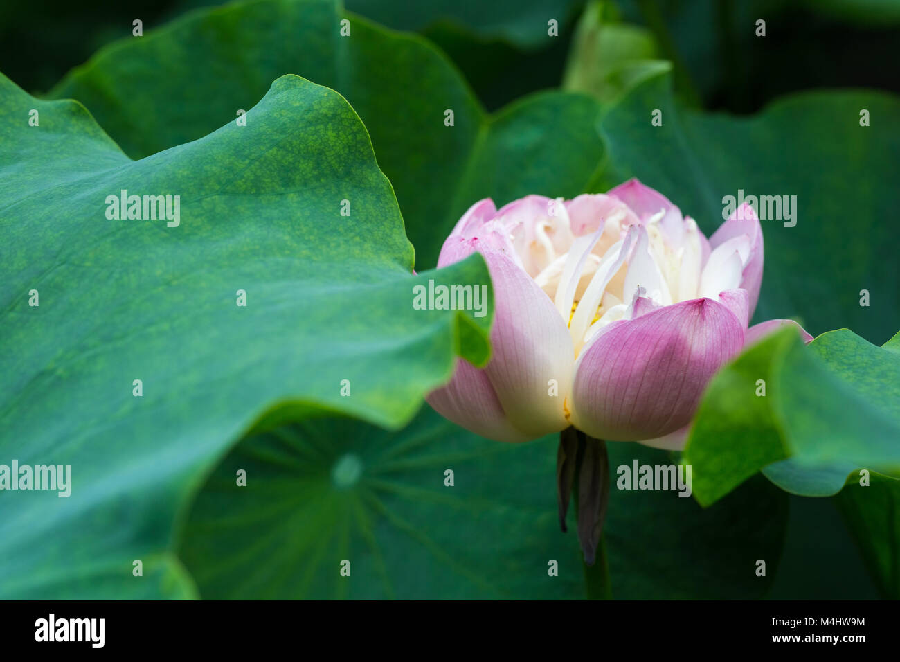 Gros plan de la fleur de lotus bouddha rose Banque D'Images