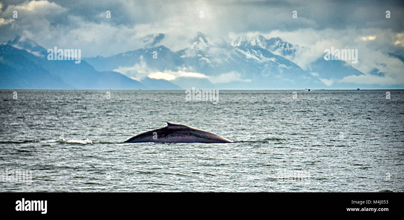 Alaska - destination de voyage - Aventure de l'observation des baleines Banque D'Images