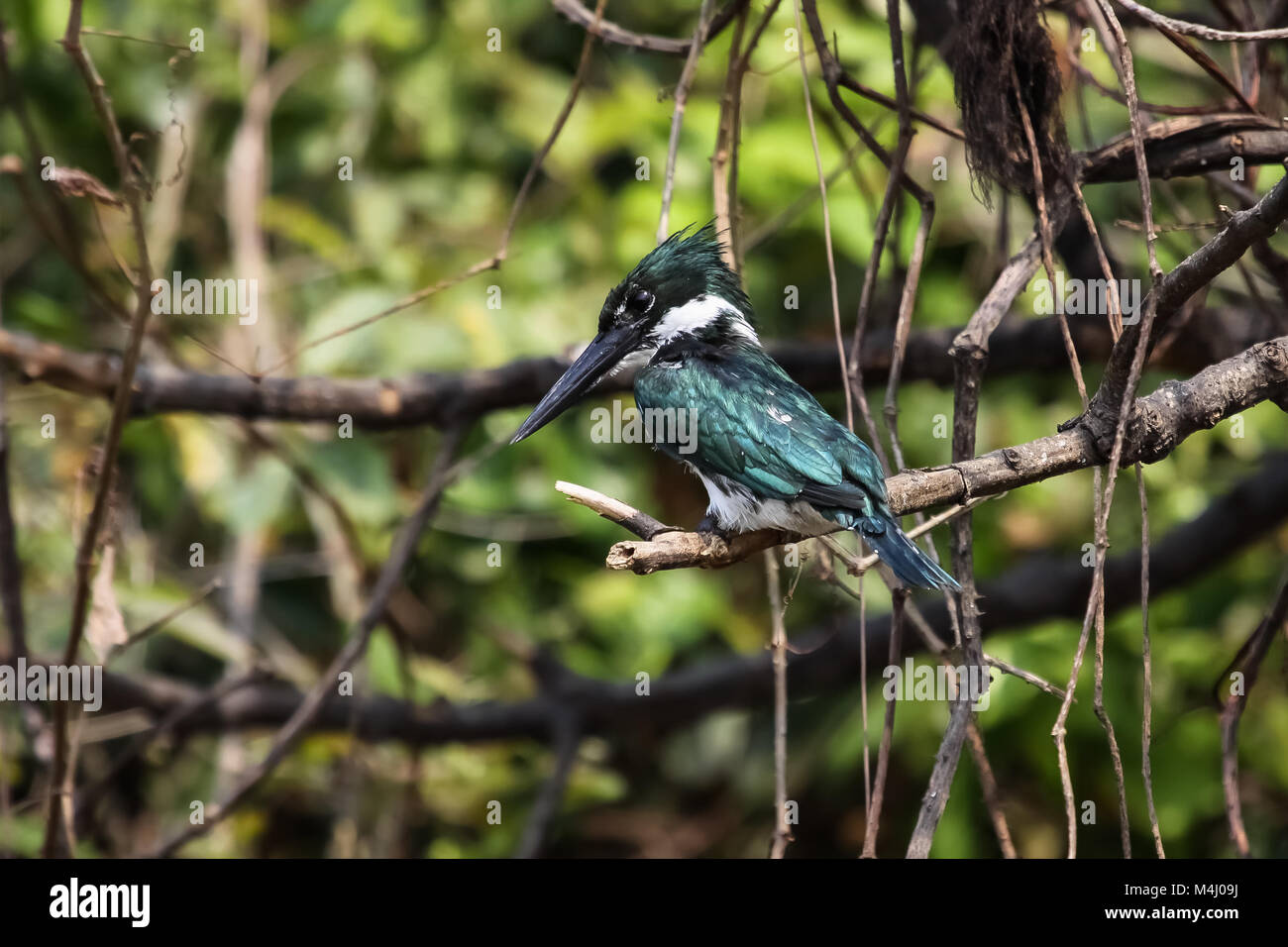 Amazon kingfisher assis sur une branche, Pantanal, Brésil Banque D'Images