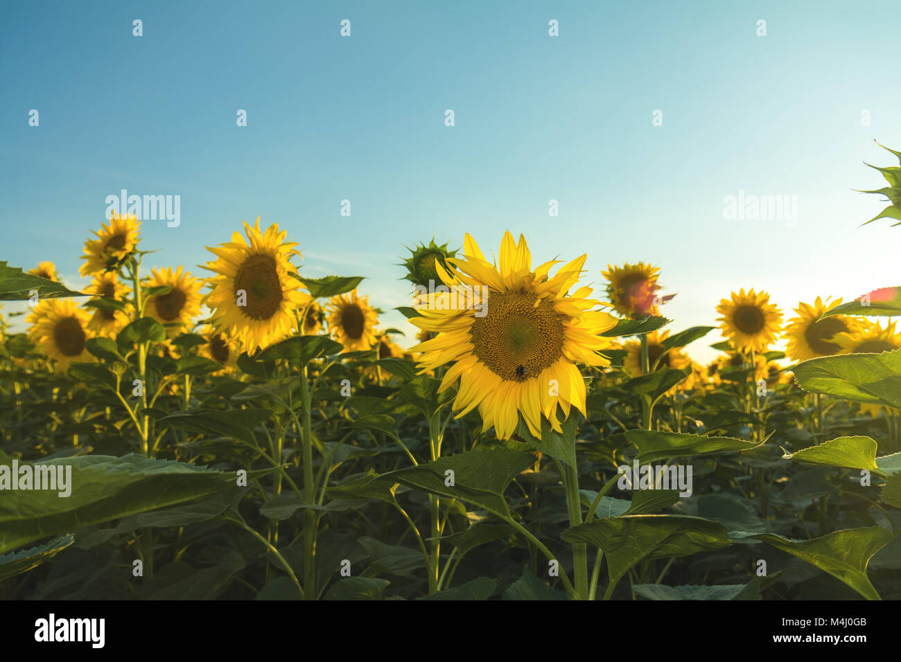 Tournesols jaunes sur terrain terre agricole avec blue cloudy sky Banque D'Images