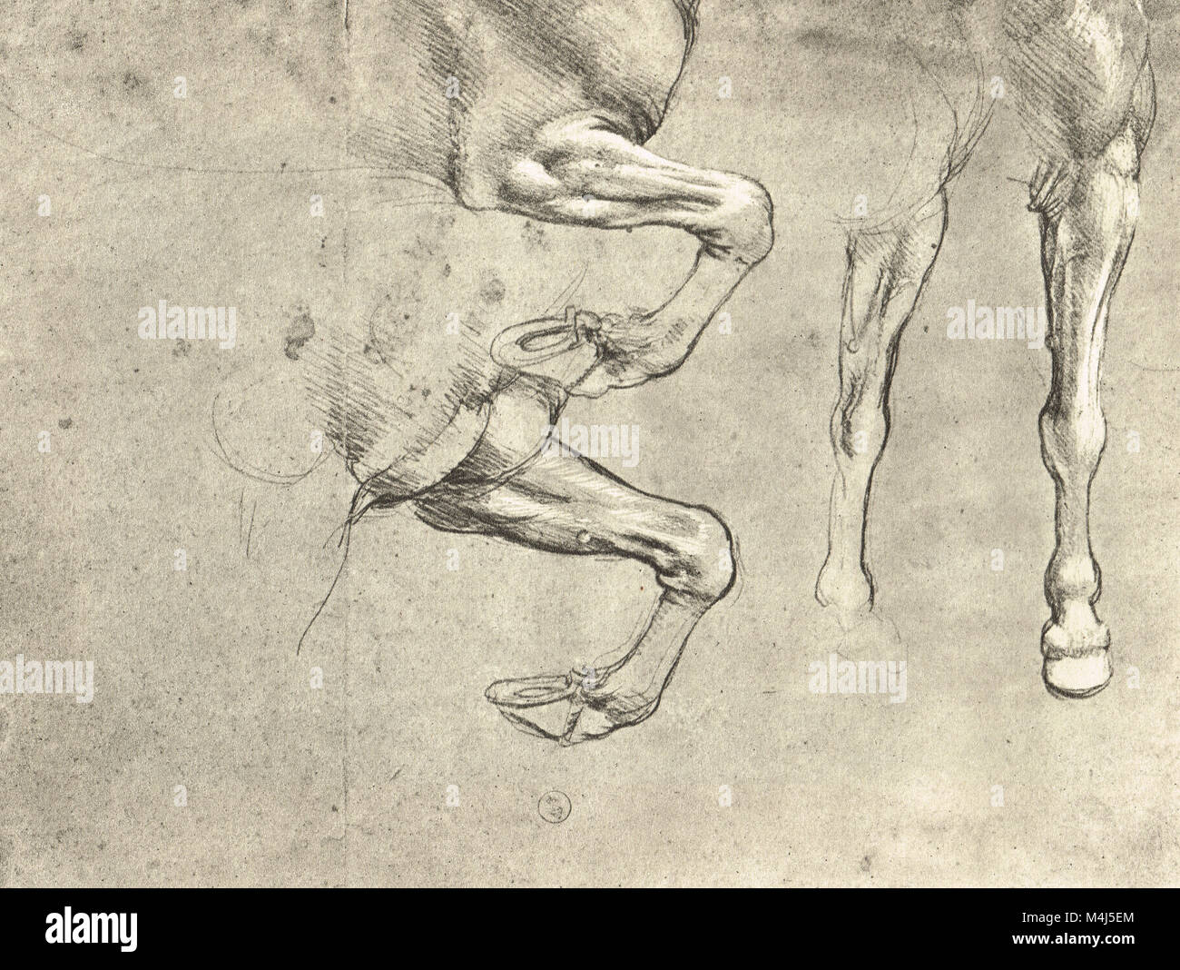 Quatre études de jambes des chevaux, chevaux de dessin anatomique, dessiné par Léonard de Vinci, 1452-1519 Banque D'Images