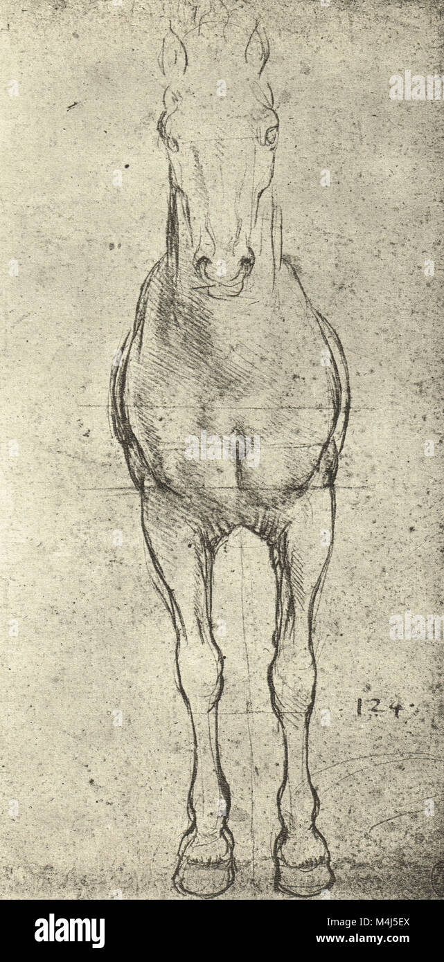 Un cheval vu de face, le dessin anatomique d'équidés, dessiné par Léonard de Vinci, 1452-1519 Banque D'Images