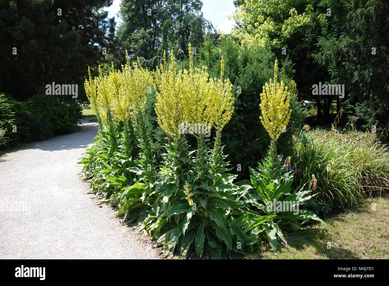 Molène Verbascum olympicum, athlète olympique Banque D'Images