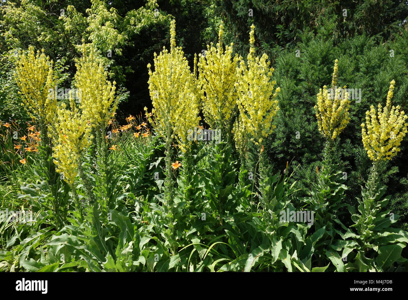 Molène Verbascum olympicum, athlète olympique Banque D'Images