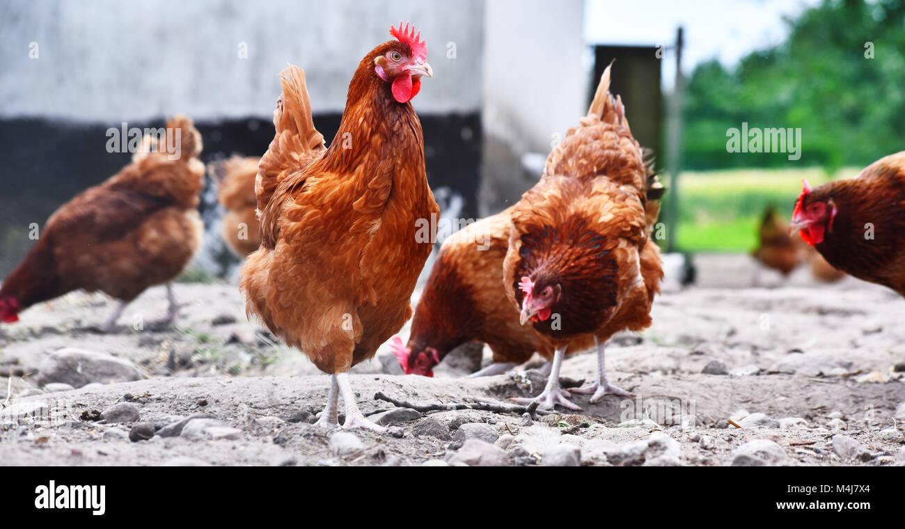 Poulets sur gamme traditionnelle de ferme avicole. Banque D'Images