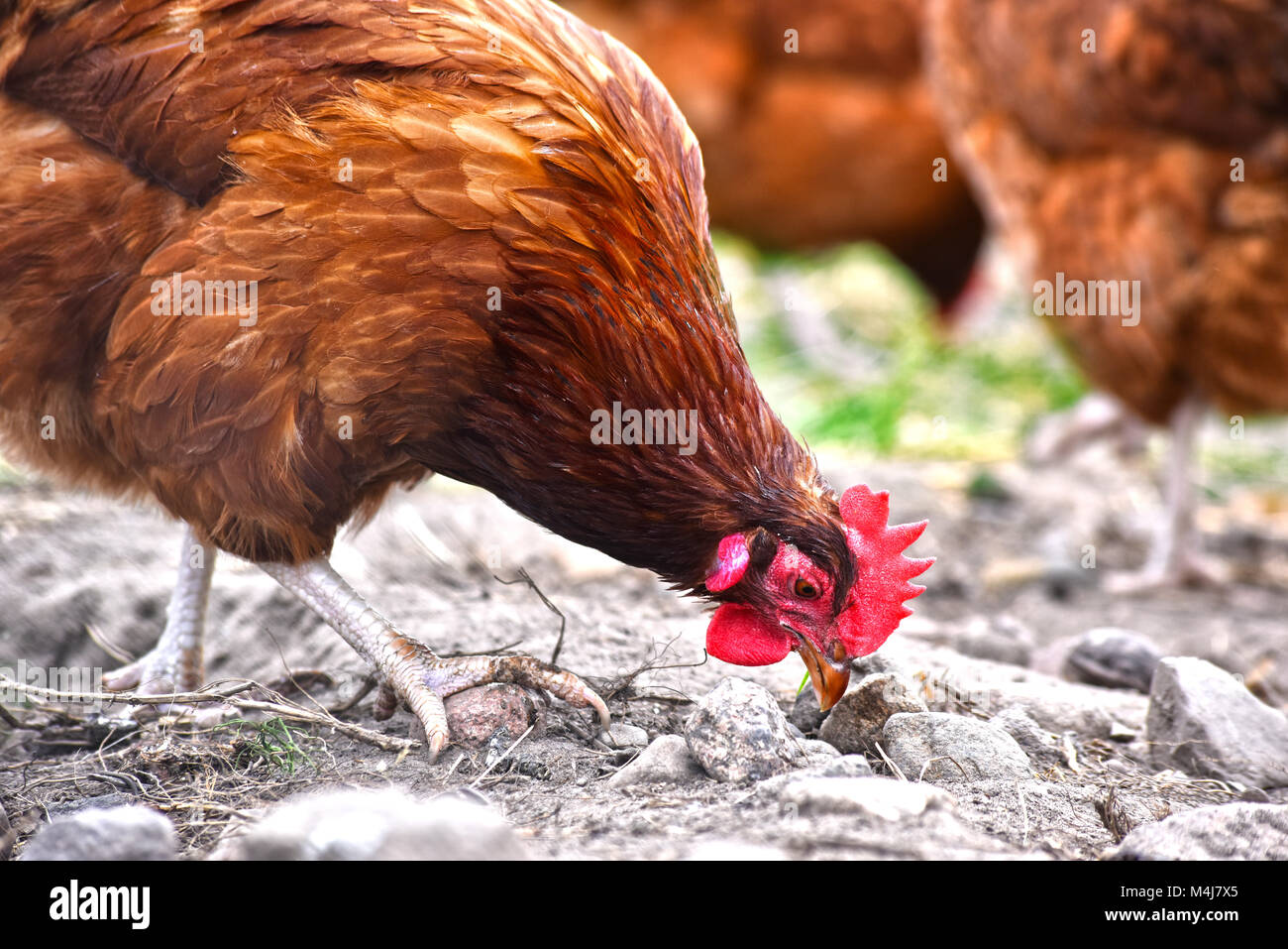 Poulets sur gamme traditionnelle de ferme avicole. Banque D'Images