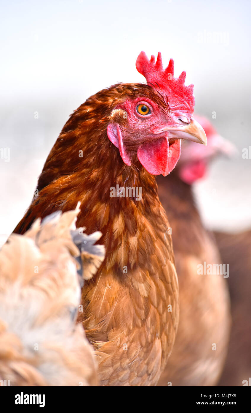 Poulets sur gamme traditionnelle de ferme avicole. Banque D'Images