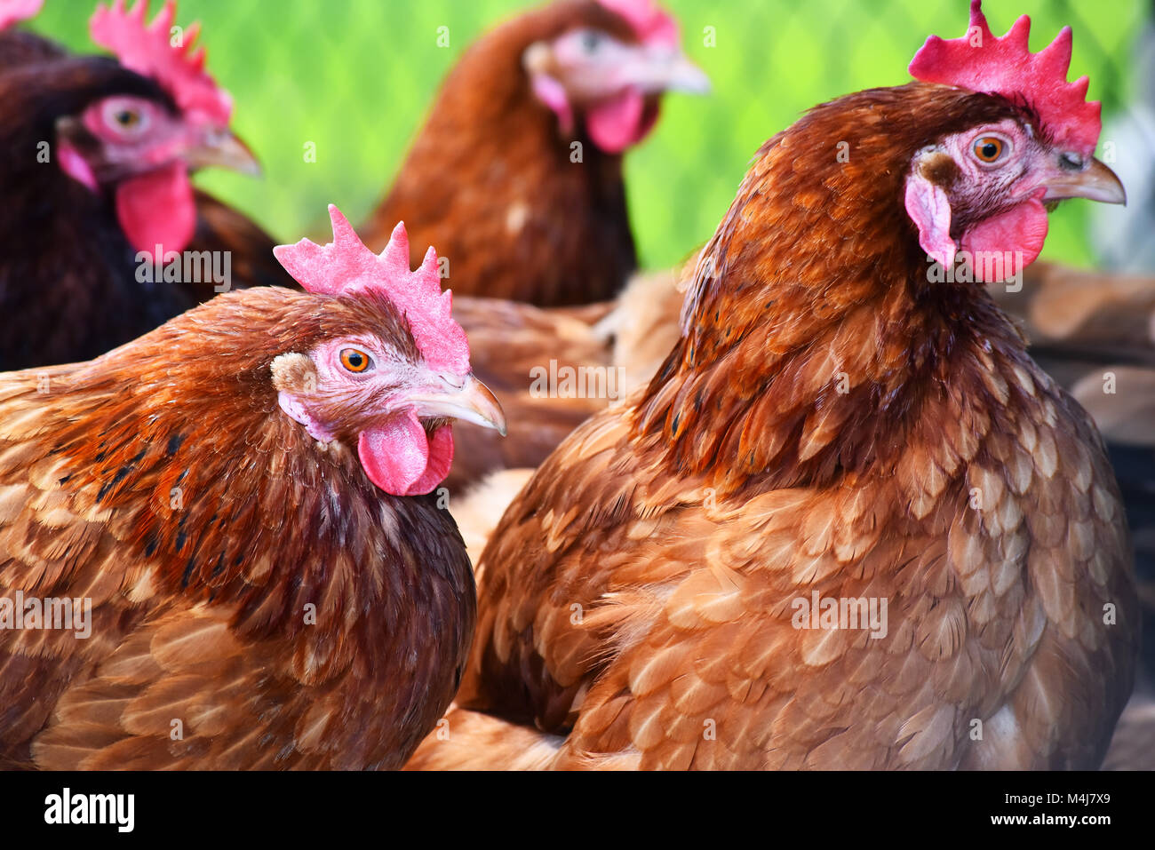 Poulets sur gamme traditionnelle de ferme avicole. Banque D'Images