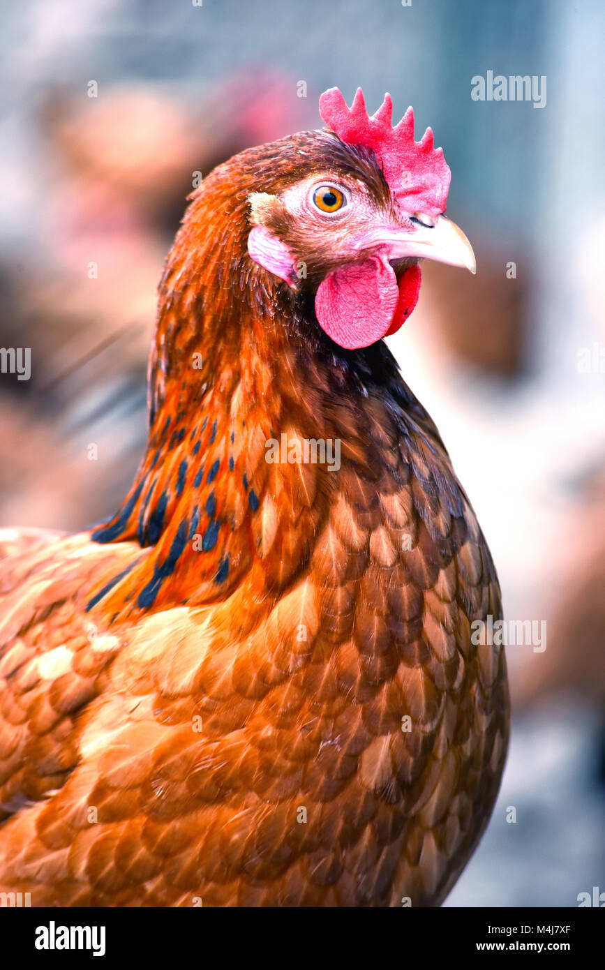 Poulets sur gamme traditionnelle de ferme avicole. Banque D'Images