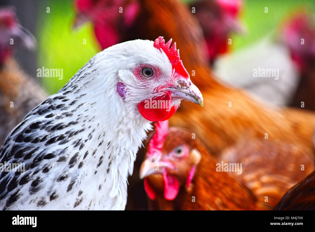 Poulets sur gamme traditionnelle de ferme avicole. Banque D'Images