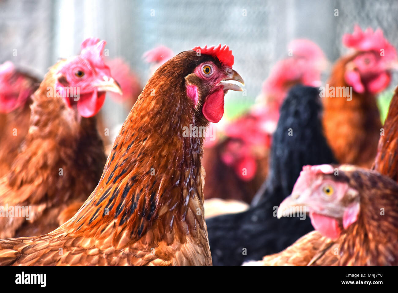 Poulets sur gamme traditionnelle de ferme avicole. Banque D'Images