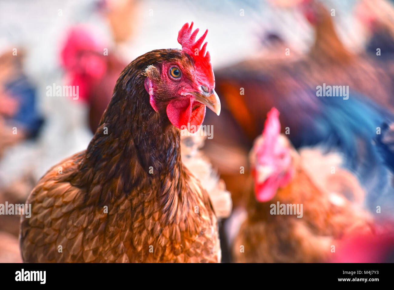 Poulets sur gamme traditionnelle de ferme avicole. Banque D'Images