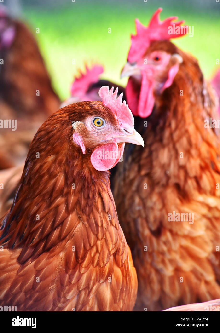 Poulets sur gamme traditionnelle de ferme avicole. Banque D'Images