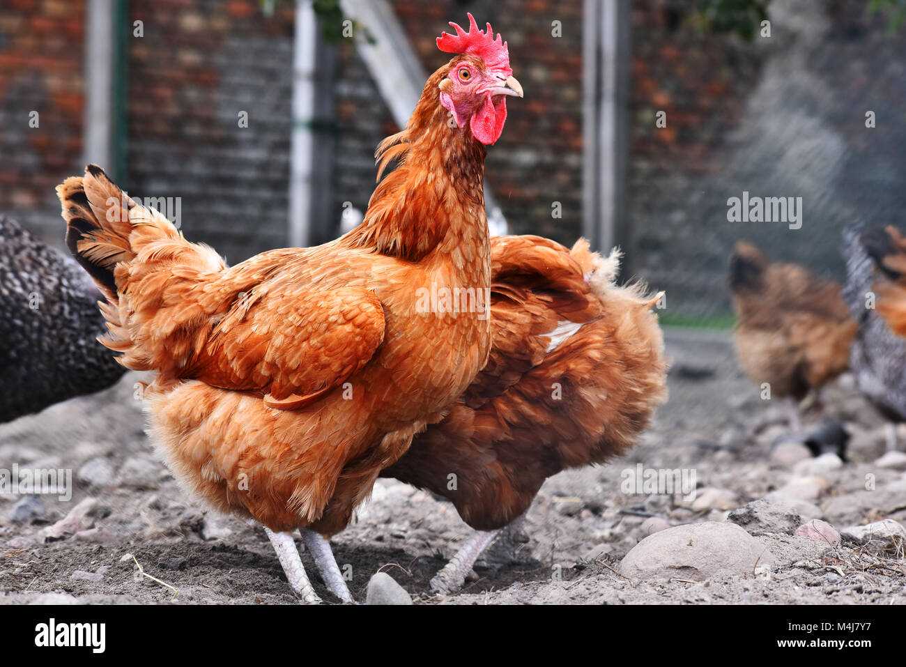 Poulets sur gamme traditionnelle de ferme avicole. Banque D'Images