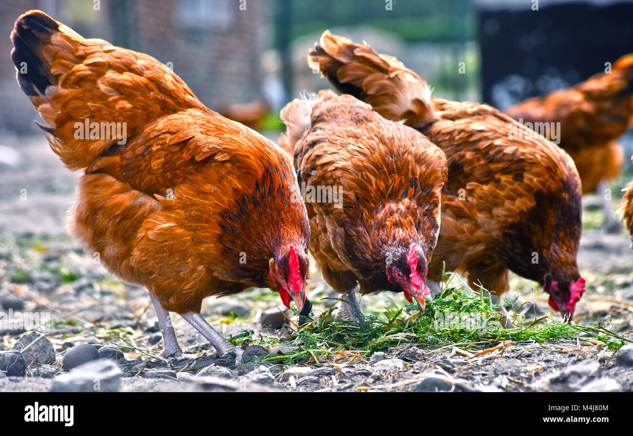 Poulets sur gamme traditionnelle de ferme avicole. Banque D'Images